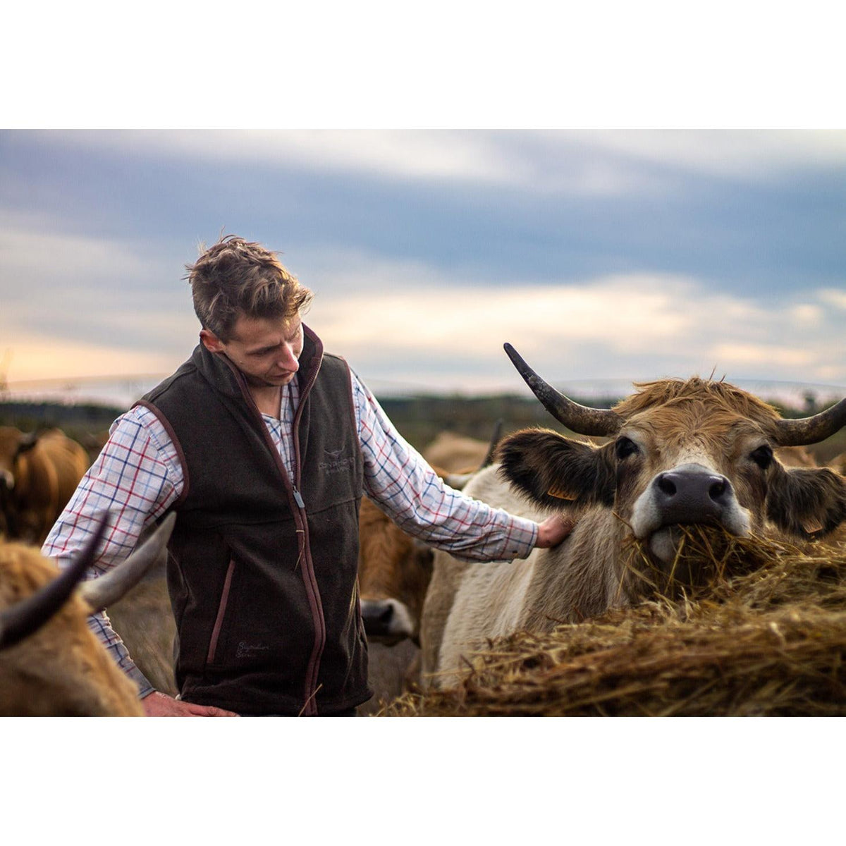 Longhorn Gilet