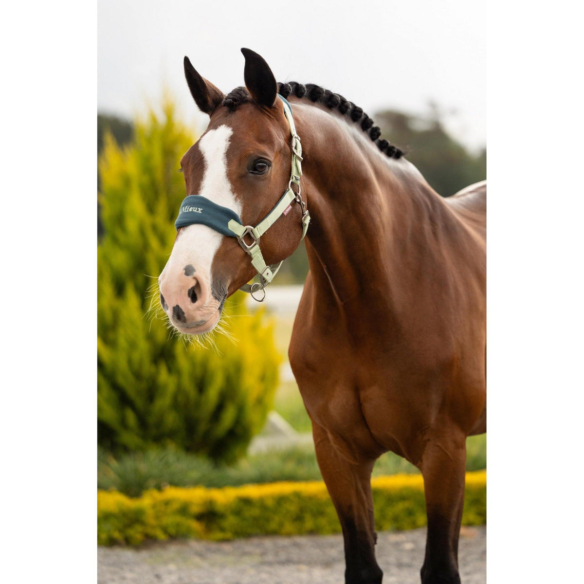 LeMieux Vogue Headcollar & Leadrope
