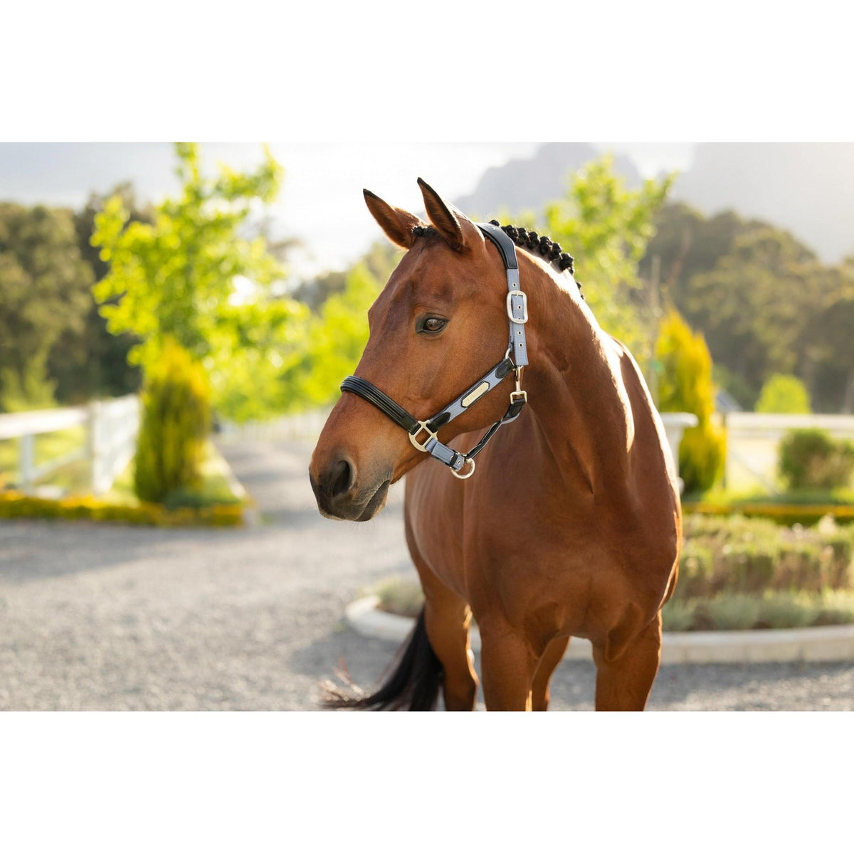 LeMieux Capella Headcollar