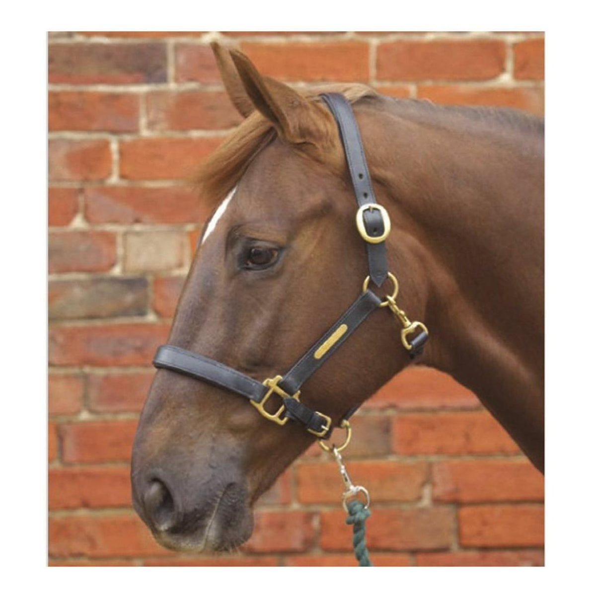 Leather Head Collar