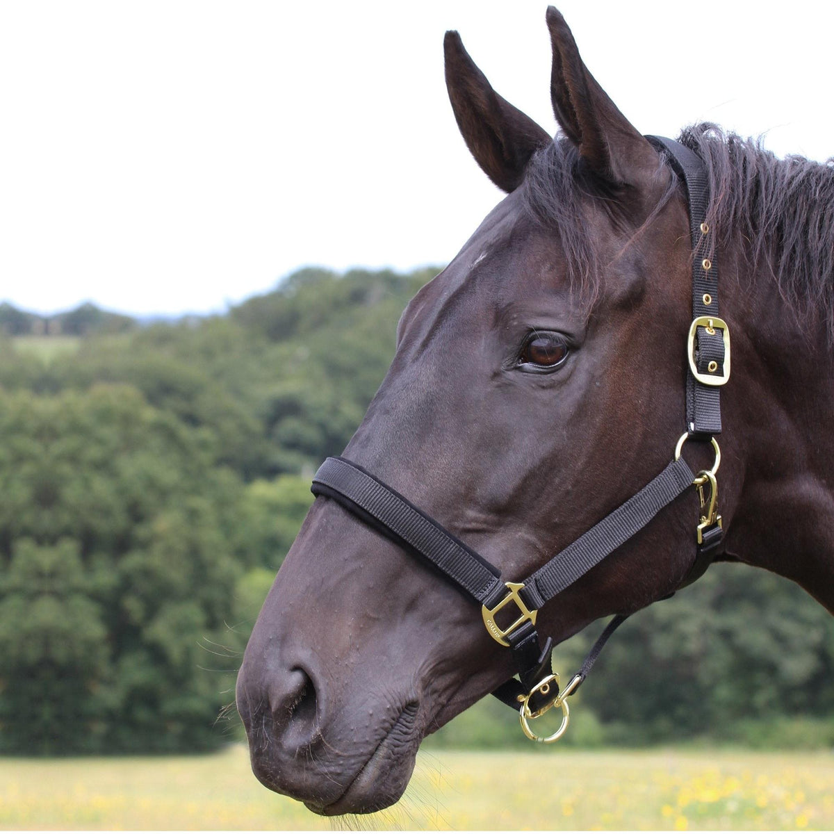 Gallop Padded Headcollar