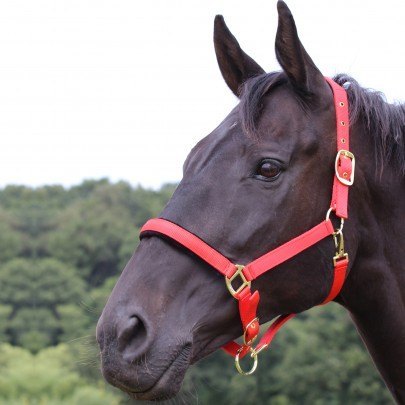 Gallop Padded Headcollar