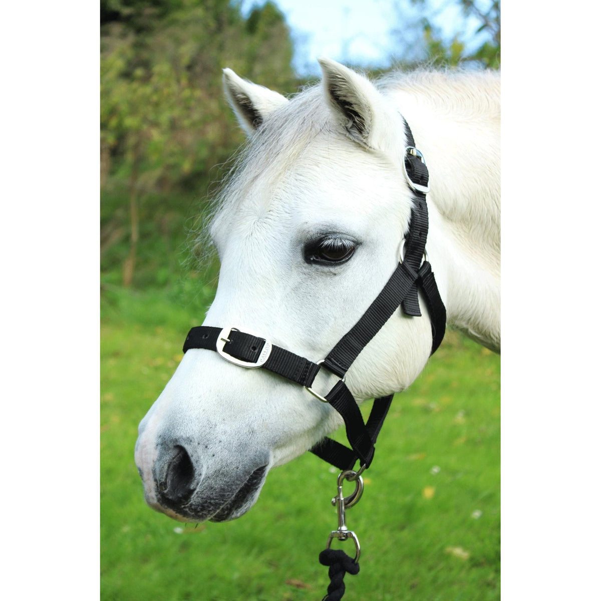 Gallop Headcollar And Lead Rope Set