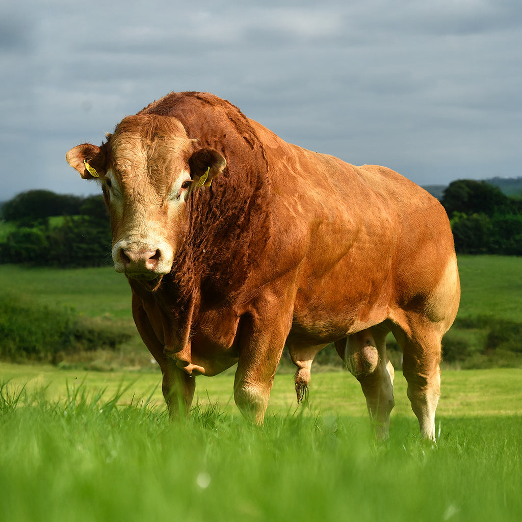 ProCoarse Mix Feed