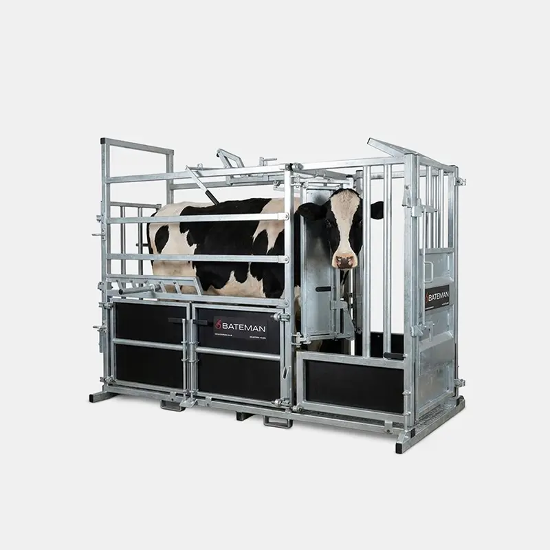 Cows