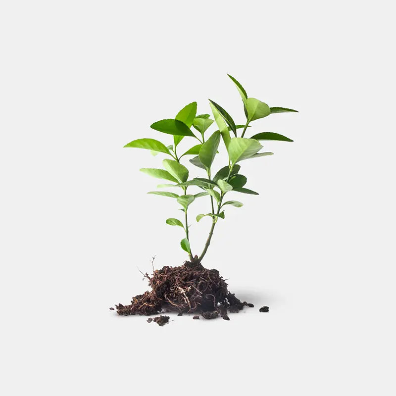 Cultivation & Plant Care