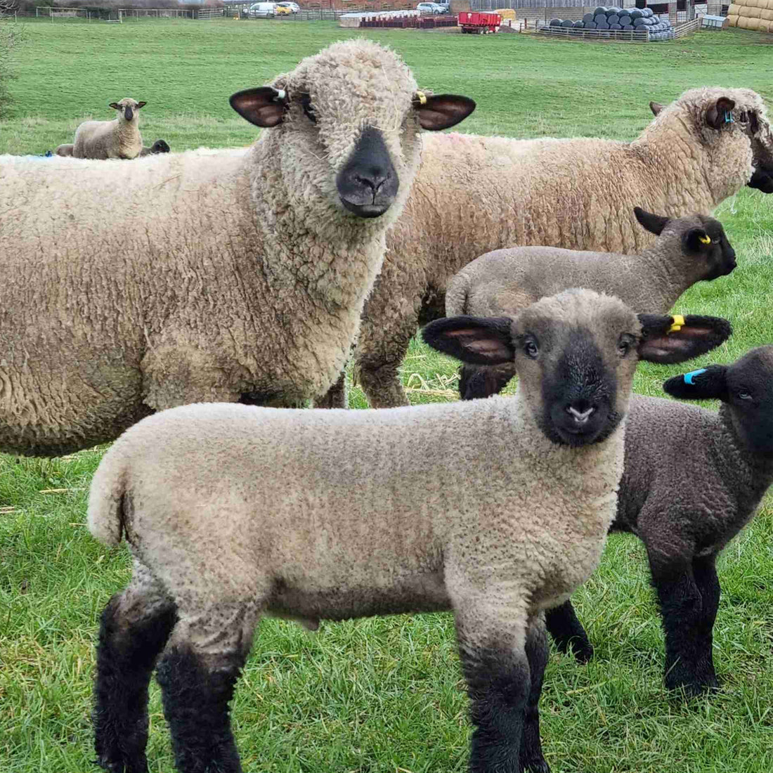 National Sheep Association North Sheep 2027