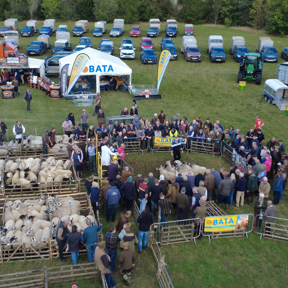 Late Breeding Sheep Sale