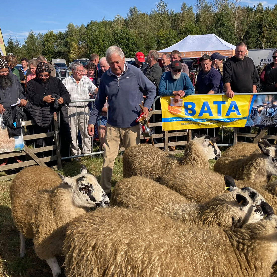 Early Wombleton Sheep Sale