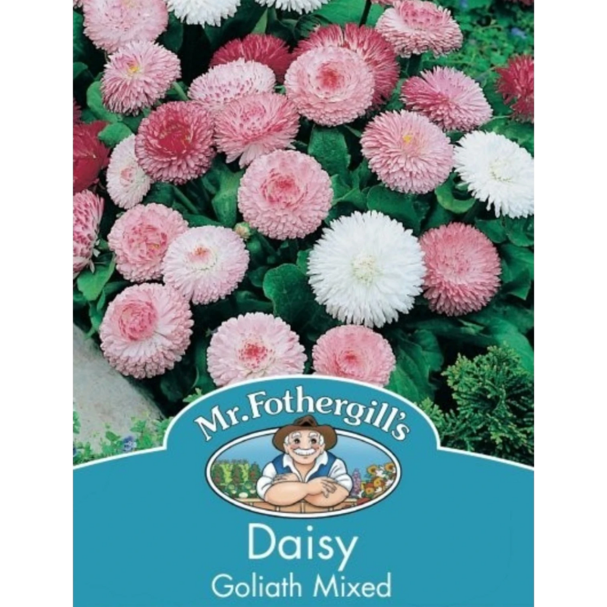 BATA LTD Fothergills Daisy Goliath Mixed flowers featuring vibrant pink and white pom-pom blooms in a garden setting