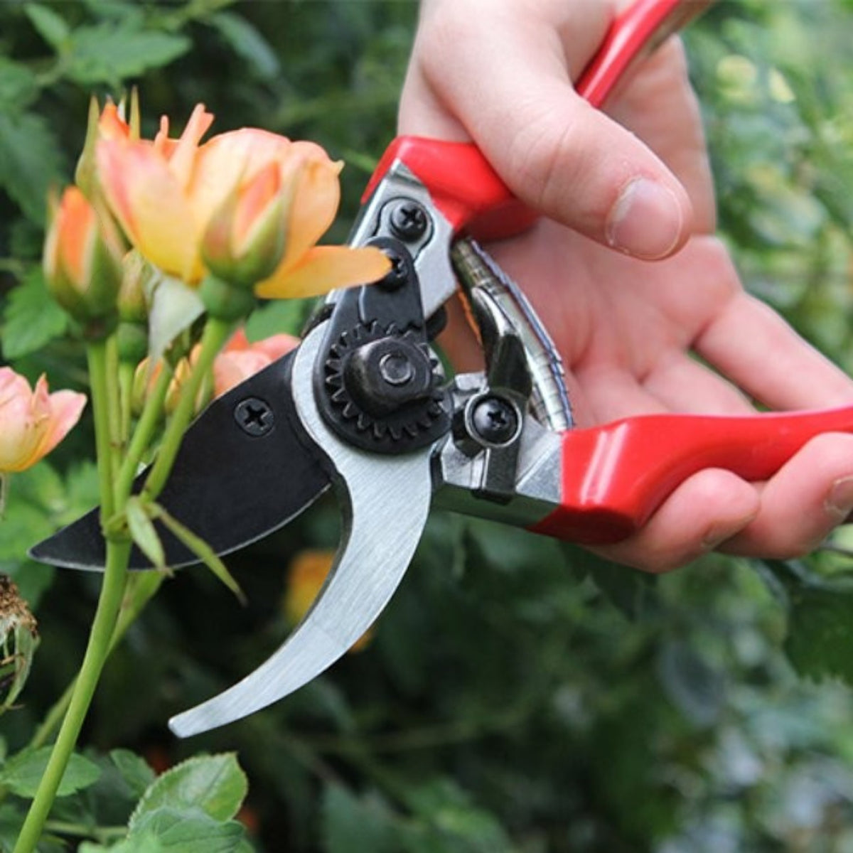 BATA LTD Darlac professional pruner with high carbon steel blade pruning orange roses in a garden