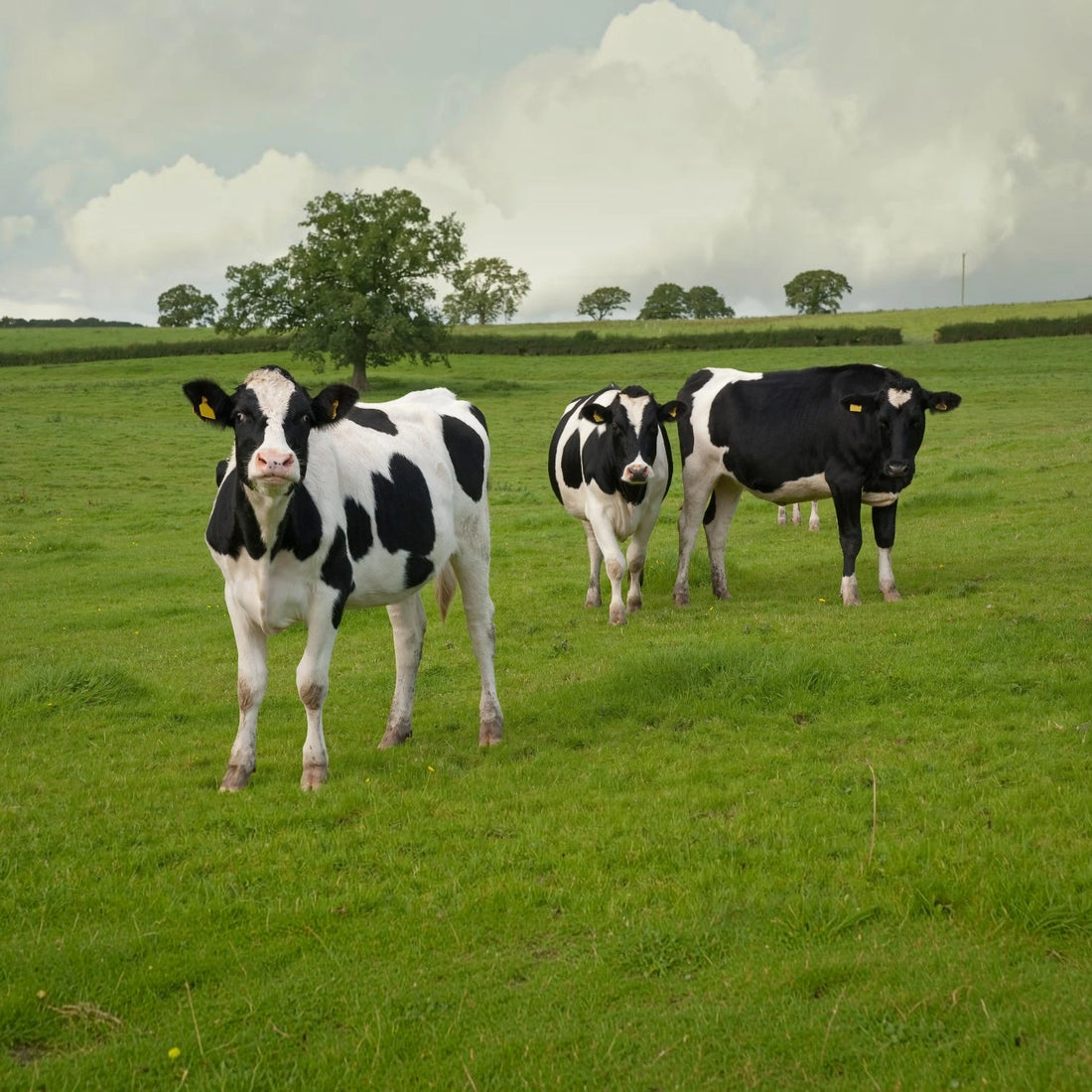 Dairy Feed