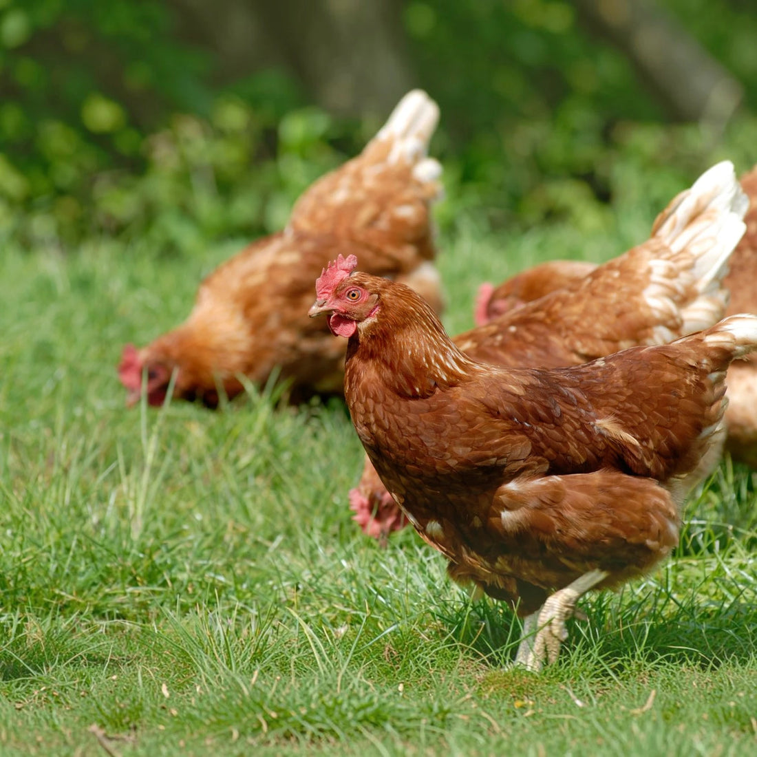 Poultry & Game Feed
