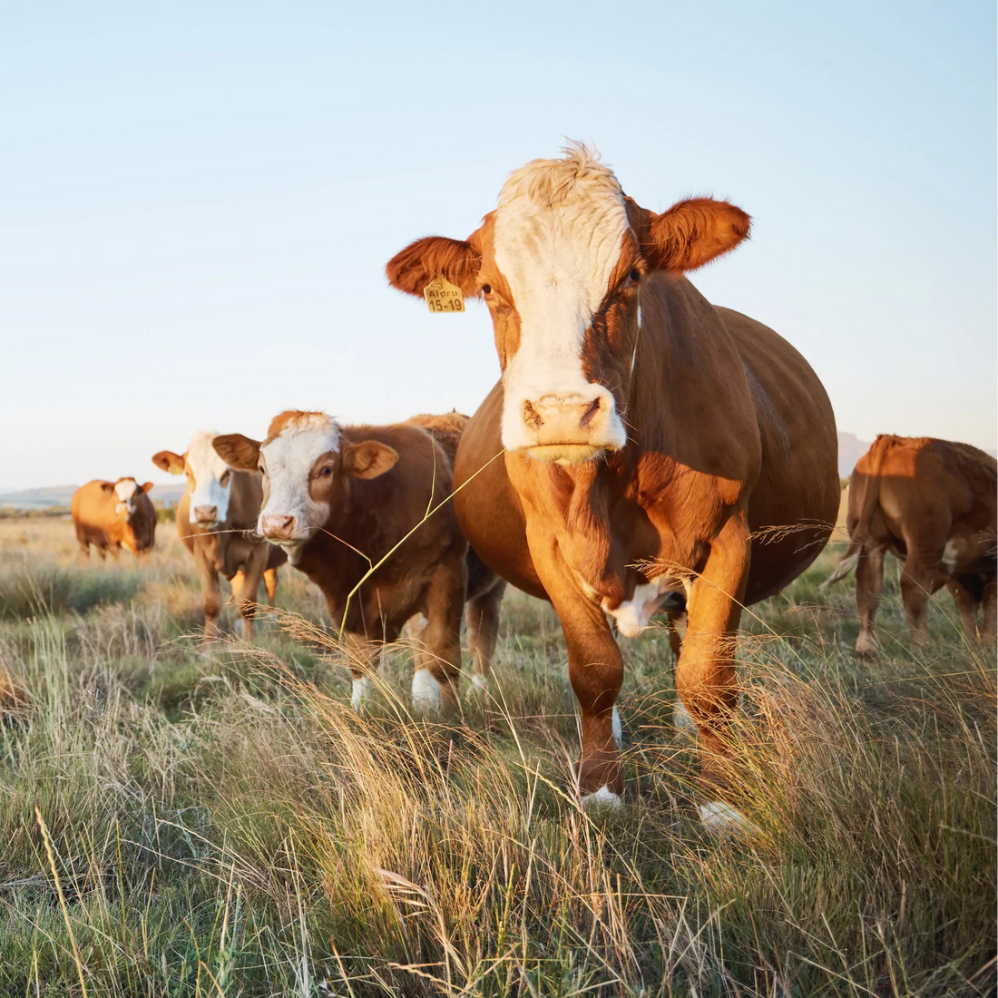 Cattle Feed