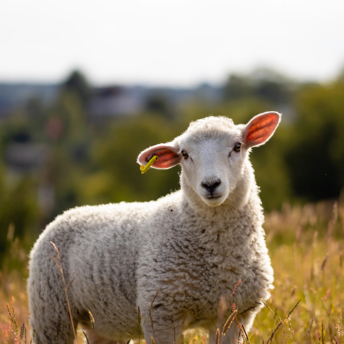 Sheep Feed