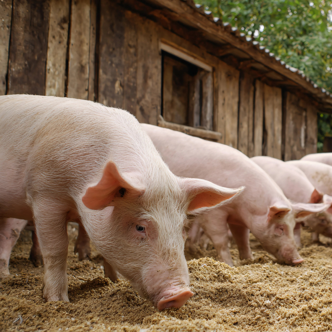 Pig Feed